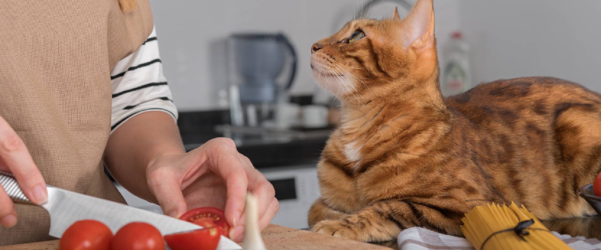 Is tomato clearance bad for cats